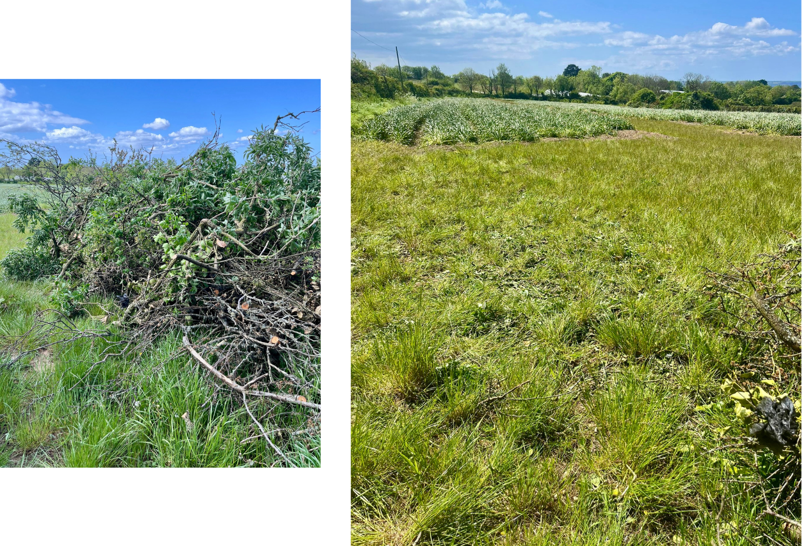 before and after commercial green waste removal